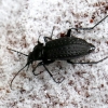 Granulated ground beetle - Carabus granulatus | Fotografijos autorius : Ramunė Vakarė | © Macronature.eu | Macro photography web site