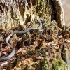 Grass snake | Natrix natrix | Fotografijos autorius : Darius Baužys | © Macronature.eu | Macro photography web site
