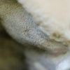 Pleišėtasis auksaporis - Aurantiporus fissilis | Fotografijos autorius : Darius Baužys | © Macronature.eu | Macro photography web site