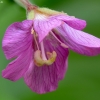 Great Willowherb - Epilobium hirsutum | Fotografijos autorius : Vidas Brazauskas | © Macronature.eu | Macro photography web site