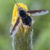 Greater bee fly  - Bombylius major ♀ | Fotografijos autorius : Žilvinas Pūtys | © Macronature.eu | Macro photography web site