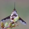 Greater bee fly - Bombylius major | Fotografijos autorius : Zita Gasiūnaitė | © Macronature.eu | Macro photography web site