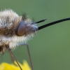 Greater bee fly - Bombylius major | Fotografijos autorius : Žilvinas Pūtys | © Macronature.eu | Macro photography web site