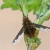 Greater bee fly - Bombylius major | Fotografijos autorius : Gintautas Steiblys | © Macronature.eu | Macro photography web site