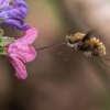 Greater bee fly - Bombylius major | Fotografijos autorius : Dalia Račkauskaitė | © Macronature.eu | Macro photography web site