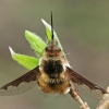 Greater bee fly - Bombylus major | Fotografijos autorius : Gintautas Steiblys | © Macronature.eu | Macro photography web site