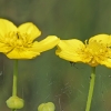 Greater spearwort - Ranunculus lingua | Fotografijos autorius : Gintautas Steiblys | © Macronature.eu | Macro photography web site