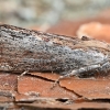 Greater wax moth - Galleria mellonella | Fotografijos autorius : Kazimieras Martinaitis | © Macronature.eu | Macro photography web site