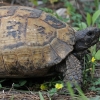 Greek tortoise - Testudo graeca | Fotografijos autorius : Gintautas Steiblys | © Macronature.eu | Macro photography web site