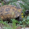 Greek tortoise - Testudo graeca | Fotografijos autorius : Gintautas Steiblys | © Macronature.eu | Macro photography web site