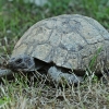 Greek tortoise - Testudo graeca | Fotografijos autorius : Gintautas Steiblys | © Macronature.eu | Macro photography web site