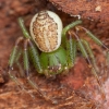 Green crab spider - Diaea dorsata ♂ | Fotografijos autorius : Žilvinas Pūtys | © Macronature.eu | Macro photography web site