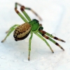 Green crab spider - Diaea dorsata | Fotografijos autorius : Ramunė Vakarė | © Macronature.eu | Macro photography web site