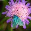 Green forester moth - Adscita statices | Fotografijos autorius : Mindaugas Leliunga | © Macronature.eu | Macro photography web site