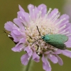 Green forester moth - Adscita statices | Fotografijos autorius : Vidas Brazauskas | © Macronature.eu | Macro photography web site