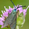 Green forester moth | Fotografijos autorius : Darius Baužys | © Macronature.eu | Macro photography web site