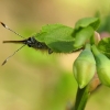 Žalsvasis varinukas - Callophrys rubi | Fotografijos autorius : Vidas Brazauskas | © Macronature.eu | Macro photography web site