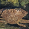 Green shore crab - Carcinus maenas | Fotografijos autorius : Gintautas Steiblys | © Macronature.eu | Macro photography web site