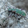 Žaliasis šoklys - Cicindela campestris | Fotografijos autorius : Gintautas Steiblys | © Macronature.eu | Macro photography web site