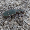 Green tiger beetle - Cicindela campestris | Fotografijos autorius : Žilvinas Pūtys | © Macronature.eu | Macro photography web site