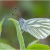 Green-veined White | Fotografijos autorius : Armandas Ka | © Macronature.eu | Macro photography web site