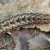 Grey Arches - Polia nebulosa, caterpillar | Fotografijos autorius : Gintautas Steiblys | © Macronature.eu | Macro photography web site