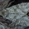 Grey Arches - Polia nebulosa | Fotografijos autorius : Žilvinas Pūtys | © Macronature.eu | Macro photography web site