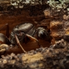 Grey Field Ant - Formica cinerea | Fotografijos autorius : Mindaugas Leliunga | © Macronature.eu | Macro photography web site