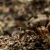 Grey Field Ant - Formica cinerea | Fotografijos autorius : Mindaugas Leliunga | © Macronature.eu | Macro photography web site