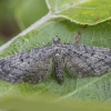 Grey Pug - Eupithecia subfuscata | Fotografijos autorius : Žilvinas Pūtys | © Macronature.eu | Macro photography web site