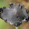 Grey inkcap - Coprinopsis cinerea | Fotografijos autorius : Gintautas Steiblys | © Macronature.eu | Macro photography web site