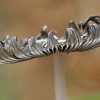 Grey inkcap - Coprinopsis cinerea | Fotografijos autorius : Gintautas Steiblys | © Macronature.eu | Macro photography web site