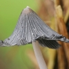 Grey inkcap - Coprinopsis cinerea | Fotografijos autorius : Gintautas Steiblys | © Macronature.eu | Macro photography web site