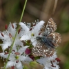 Grizzled Skipper - Pyrgus malvae | Fotografijos autorius : Nomeda Vėlavičienė | © Macronature.eu | Macro photography web site