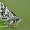 Grizzled Skipper - Pyrgus malvae | Fotografijos autorius : Gintautas Steiblys | © Macronature.eu | Macro photography web site