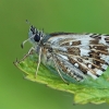 Grizzled Skipper - Pyrgus malvae | Fotografijos autorius : Gintautas Steiblys | © Macronature.eu | Macro photography web site