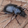 Ground Beetle - Heteracantha depressa | Fotografijos autorius : Gintautas Steiblys | © Macronature.eu | Macro photography web site