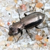 Ground Beetle - Notiophilus aquaticus | Fotografijos autorius : Kazimieras Martinaitis | © Macronature.eu | Macro photography web site