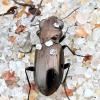 Ground Beetle - Notiophilus aquaticus | Fotografijos autorius : Kazimieras Martinaitis | © Macronature.eu | Macro photography web site