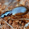 Rūdiškasis slapynžygis - Oxypselaphus obscurus | Fotografijos autorius : Kazimieras Martinaitis | © Macronature.eu | Macro photography web site