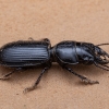 Ground Beetle - Scarites striatus | Fotografijos autorius : Žilvinas Pūtys | © Macronature.eu | Macro photography web site