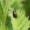 Ground beetle - Acupalpus meridianus | Fotografijos autorius : Vytautas Tamutis | © Macronature.eu | Macro photography web site