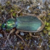 Ground beetle - Chlaenius vestitus | Fotografijos autorius : Žilvinas Pūtys | © Macrogamta.lt | Šis tinklapis priklauso bendruomenei kuri domisi makro fotografija ir fotografuoja gyvąjį makro pasaulį.