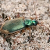 Ground beetle - Chlaenius vestitus | Fotografijos autorius : Gintautas Steiblys | © Macronature.eu | Macro photography web site
