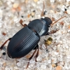 Ground beetle - Harpalus pumilus | Fotografijos autorius : Kazimieras Martinaitis | © Macronature.eu | Macro photography web site