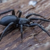 Ground spider - Drassyllus praeficus ♀ | Fotografijos autorius : Žilvinas Pūtys | © Macronature.eu | Macro photography web site