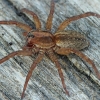 Ground wolf-spider - Trochosa terricola ♀ | Fotografijos autorius : Gintautas Steiblys | © Macronature.eu | Macro photography web site