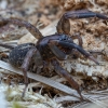 Ground wolf-spider - Trochosa terricola ♂ | Fotografijos autorius : Žilvinas Pūtys | © Macronature.eu | Macro photography web site