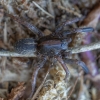 Ground wolf-spider - Trochosa terricola ♂ | Fotografijos autorius : Žilvinas Pūtys | © Macronature.eu | Macro photography web site