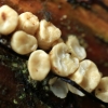 Codoniella tenuispora? | Fotografijos autorius : Ramunė Vakarė | © Macrogamta.lt | Šis tinklapis priklauso bendruomenei kuri domisi makro fotografija ir fotografuoja gyvąjį makro pasaulį.